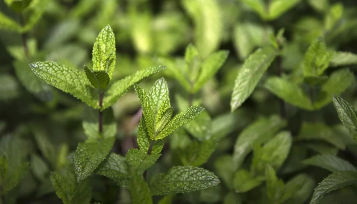 generic-mint-getty